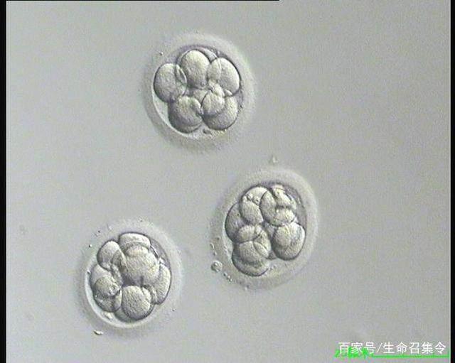 免费孕前体检