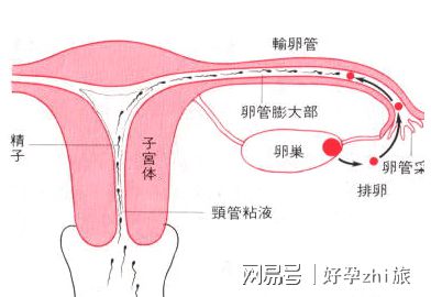 内蒙古试管婴儿