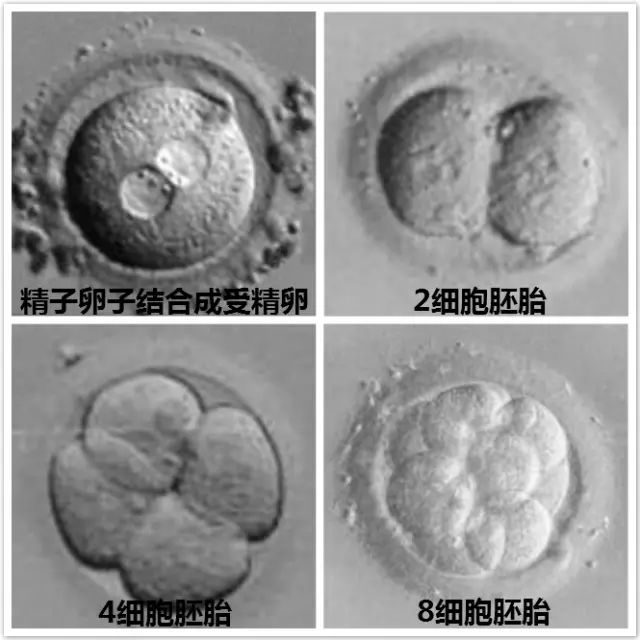 北京协和医院试管婴儿