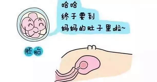 包生宝宝