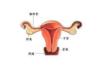 助孕女孩