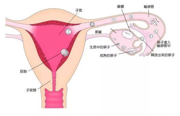 北京不孕不育中医