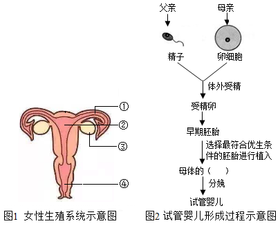 减肥不孕
