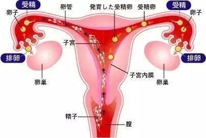 加藤试管